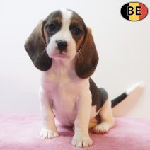 Beagle 170226 F(BE6361) 180426.jpg