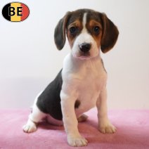 Beagle 170226 F(BE6362) 180426.jpg