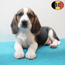Beagle 170226 M(BE6355) 180426.jpg