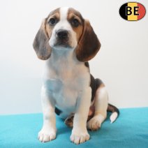 Beagle 170226 M(BE6363) 180426.jpg