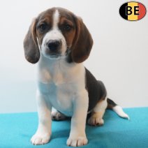 Beagle 170226 M(BE6366) 180426.jpg