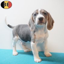 Beagle 170226 M(BE6405) 180426.jpg