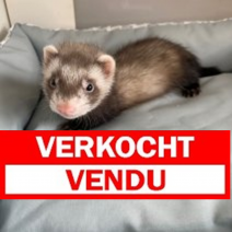 fret verkocht
