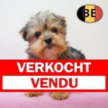 Yorrkshire terrier 250126 F (BE6413) 150426 Verkocht - Vendu.jpg