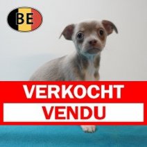 Chihuahua 070226 M (BE2002) 080426 Verkocht - Vendu.jpg