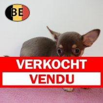 Chihuahua 070226 F (BE1669) 080426 Verkocht - Vendu.jpg