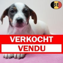 Jack Russell 270126 F(BE6048) 250326 Verkocht - Vendu.jpg