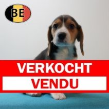 Beagle 100226 M (BE5960) 100426 Verkocht - Vendu.jpg