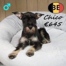 Schnoodle Chico 011125 M(BE6121) 180426.JPG