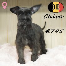 Schnoodle Chiva 011125 F(BE6002) 180426.JPG