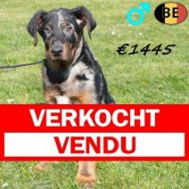 Beauceron 111225 M(BE1128) 180326 Verkocht - Vendu.jpg