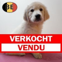 Golden Retriever 010226 F (BE9374) 080426 Verkocht - Vendu.jpg