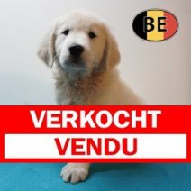 Golden Retriever 010226 M (BE9251) 080426 Verkocht - Vendu.jpg