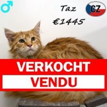 Maine Coon Taz 150925 M(CZ1328) 130426 Verkocht - Vendu.jpg