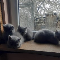 Britse korthaar af te halen rond 110526.jpg