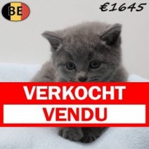Britse Korthaar 080326 M(BE-1) 170426 - Beschikbaar op 310526.jpg Verkocht - Vendu.jpg