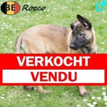 Mechelaar Rocco 171225 M(BE1087) 110426 verkocht - vendu.jpg