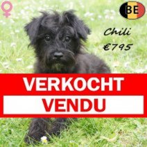 Schnoodle Chili 011125 F(BE5931) 110426 verkocht - vendu.jpg