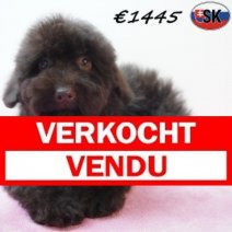 Poedel 141125 F(SK1003) 030426 verkocht - vendu.jpg