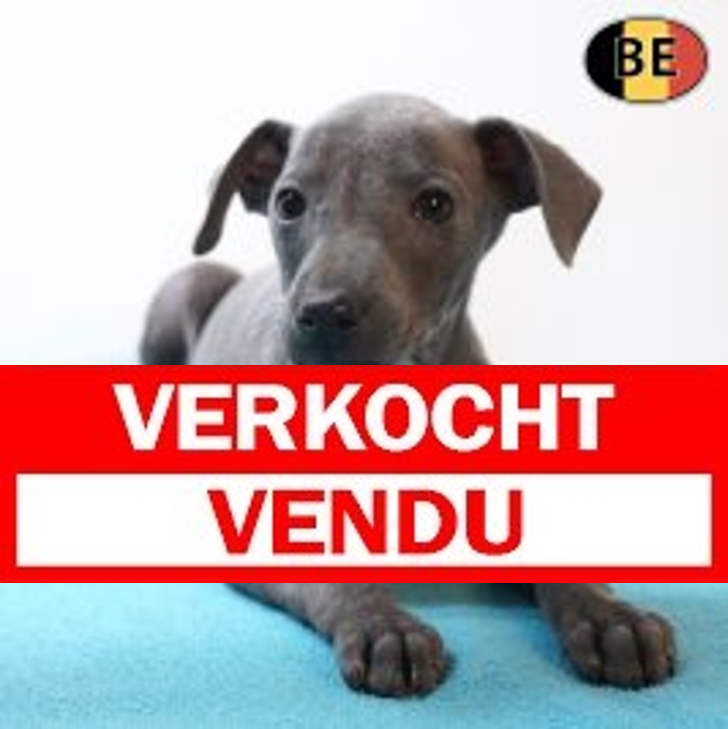 Italiaanse Windhond 220226 M(BE2322) 220426.verkocht-vendu
