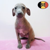 Italiaanse Windhond 220226 F(BE0265) 220426.jpg
