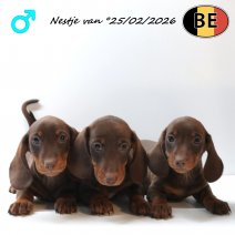 Teckel pups 250226 M(BE) 220426.jpg