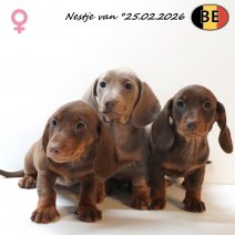 Teckel pups 250226 F(BE) 220426.jpg