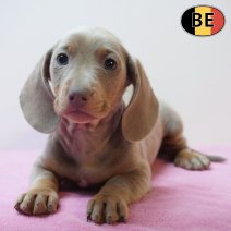 Teckel 250226 F(BE1187) 220426.jpg