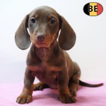 Teckel 250226 F(BE0200) 220426.jpg