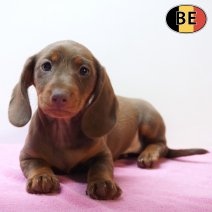 Teckel 250226 F(BE3832) 220426.jpg