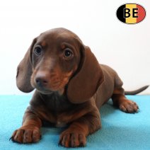 Teckel 250226 M(BE3974) 220426.jpg