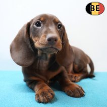 Teckel 250226 M(BE5447) 220426.jpg