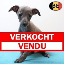 Italiaanse Windhond 220226 M(BE4148) 220426 verkocht - vendu.jpg