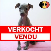 Italiaanse Windhond 220226 F(BE1524) 220426 verkocht - vendu.jpg