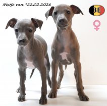 Italiaanse Windhond pups 220426 F(BE) 220426.jpg