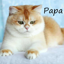 papa britse korthaar nestje 240226