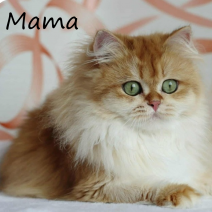 mama britse langhaar nestje 240226