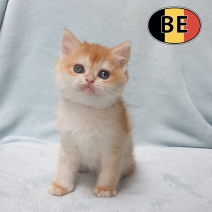 Britse korthaar M 240226 (BE 6358) afhalen 30-05-26