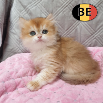 Britse langhaar F 240226 (BE 6597) afhalen 30-05-26