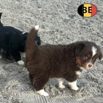 mini amerikaanse shepherd BE 15-5-25 afhalen  (1).jpeg.jpg