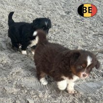 mini amerikaanse shepherd BE 15-5-25 afhalen  (2).jpg