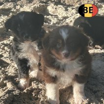 mini amerikaanse shepherd BE 15-5-25 afhalen  (3).jpg