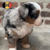 mini amerikaanse shepherd BE 15-5-25 afhalen  (4).jpg