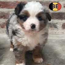 mini amerikaanse shepherd BE 15-5-25 afhalen  (5).jpg