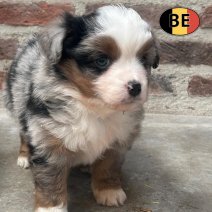 mini amerikaanse shepherd BE 15-5-25 afhalen  (6).jpg