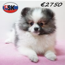 Keesje 291225 F (SK4244) 240426.JPG