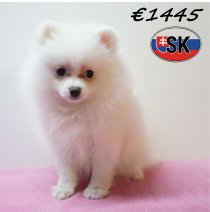 Keesje 291225 F (SK4248) 240426.JPG