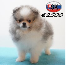 Keesje 291225 F (SK4254) 240426.JPG