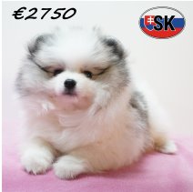 Keesje 291225 F (SK4256) 240426.JPG