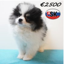 Keesje 291225 M (SK4241) 240426.JPG